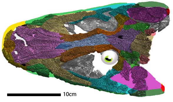 Megalocephalus insitu