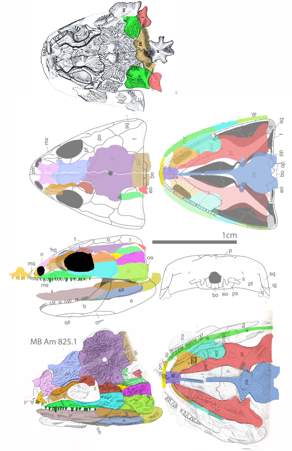 Microbrachis skull