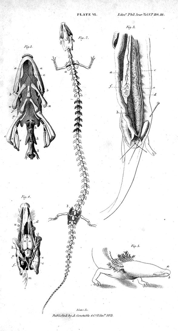 Proteus skeleton