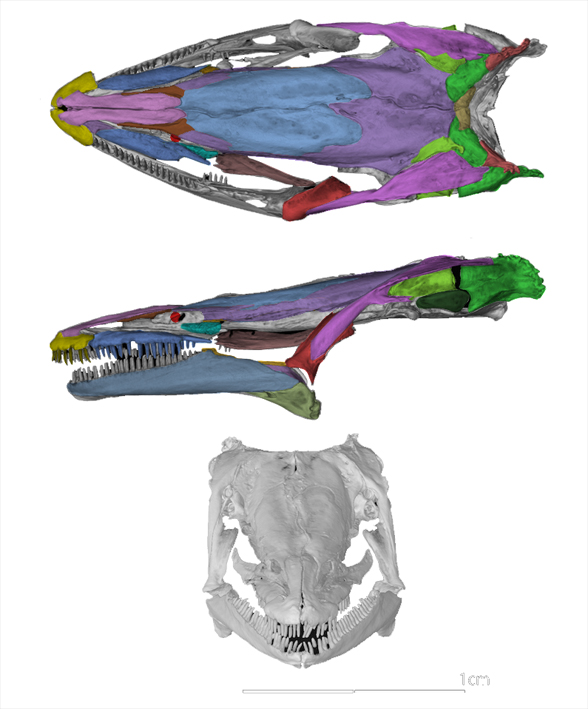 Proteus skull