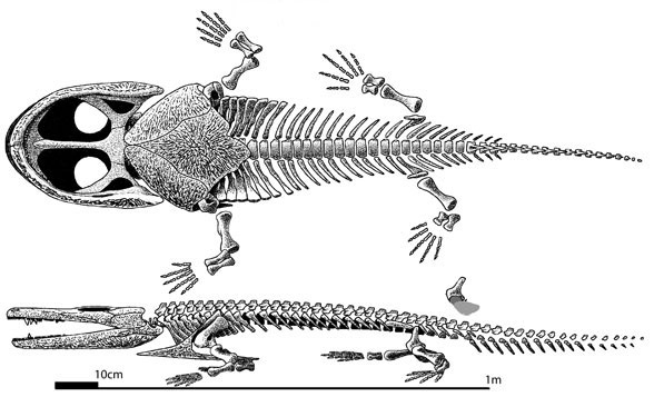 Parotosuchus