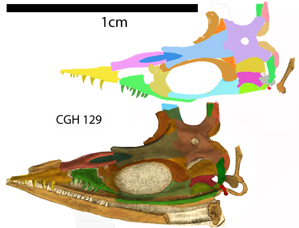 Phlegethontia skul reconstruction