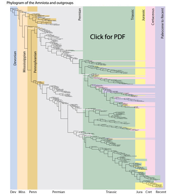 Phylogram of the Reptilia