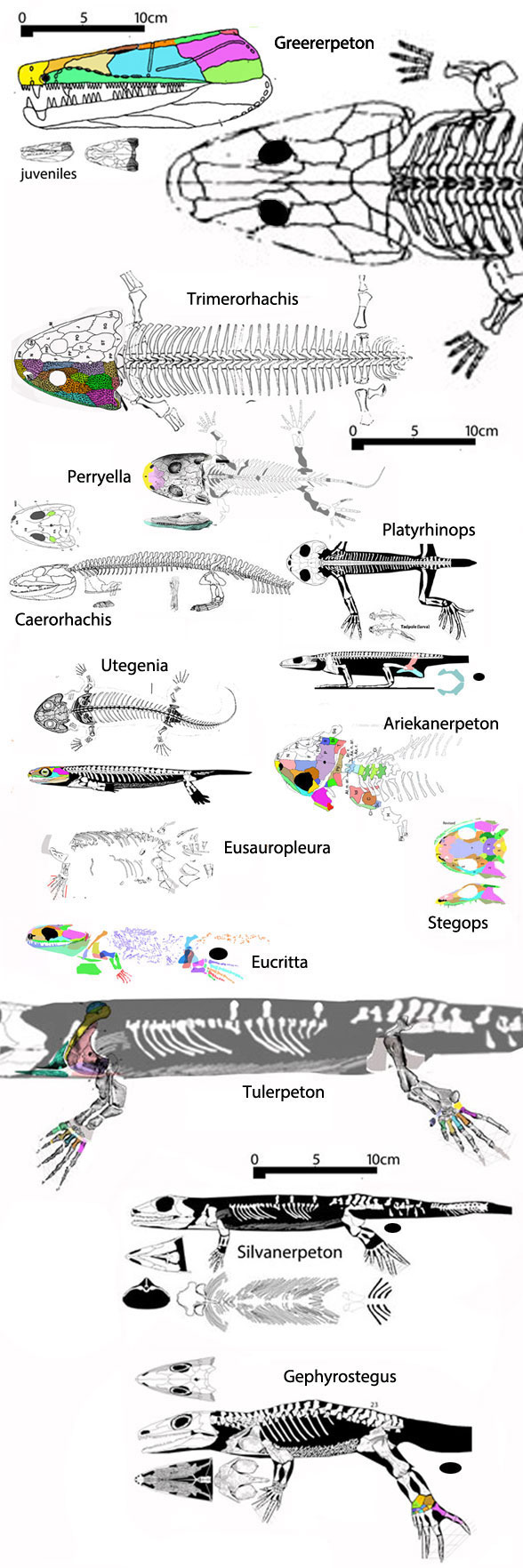 Reptilomorpha