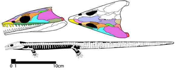 Sauropleura