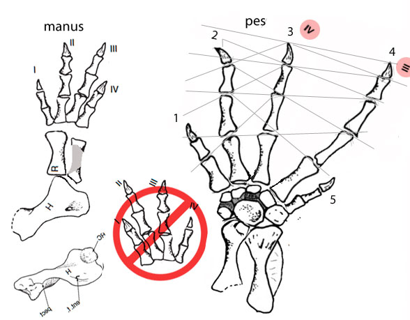 Scincosaurus manus pes