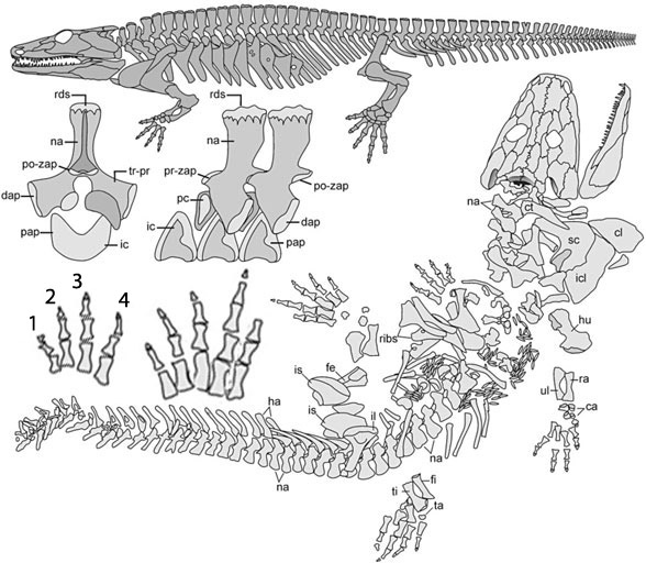 Sclerocephalus in situ