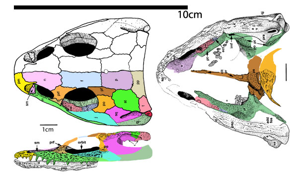 Tambachia