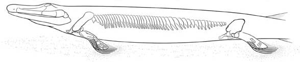 Tiktaalik lateral