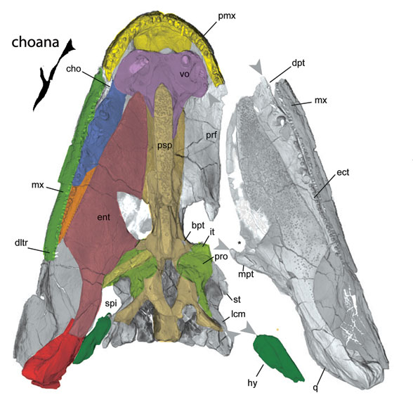 Tiktaalik palate