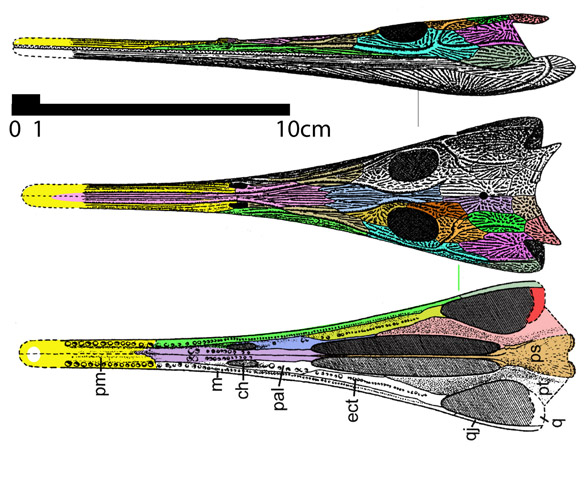 Trematosaurus long rostrum