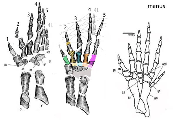 tulerpeton manus and pes revised