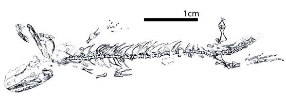 Utaherpeton in situ