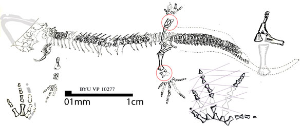 Utaherpeton second specimen