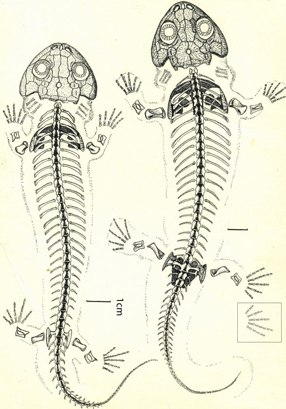 Utegenia diagram