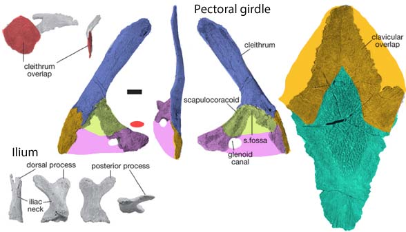 Ventastega pectoral