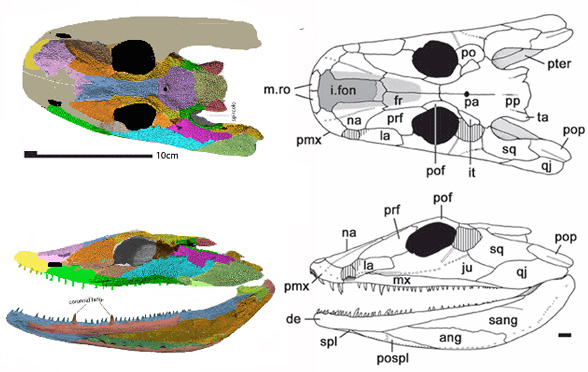 Ventastega skull