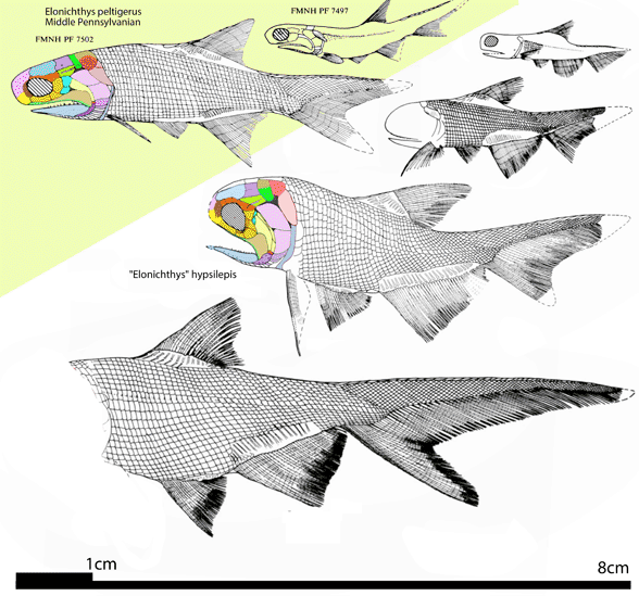 Elonichthys hypsileps growth series