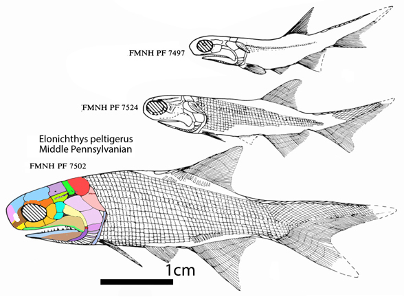 Elonichthys peltigerus growth series