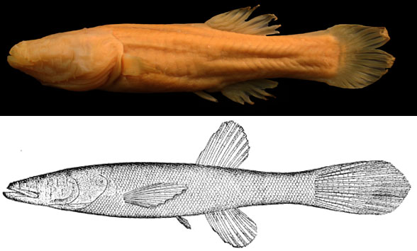 Amblyopsis overall