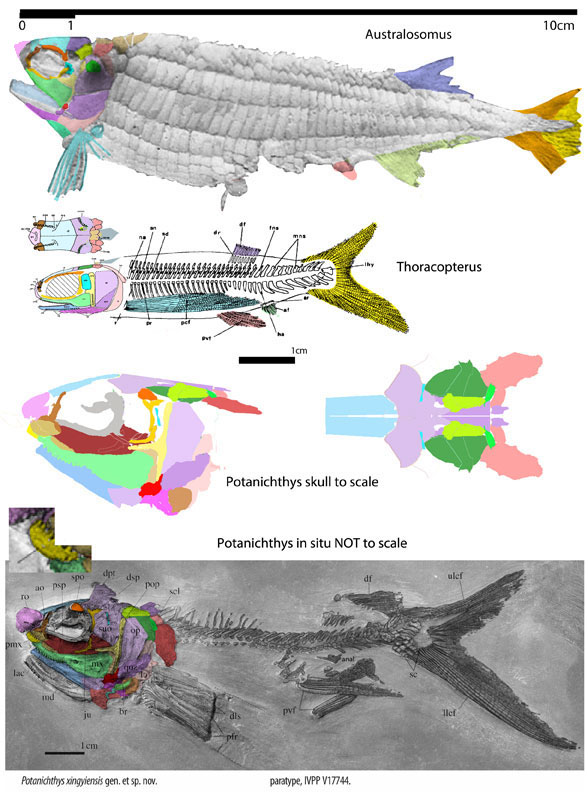 Thoracopterus Potanichthys and Australosomus