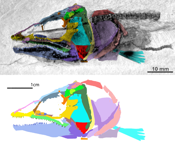 Bavarichthys- face-insitu