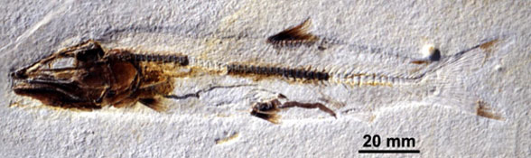 Bavarichthys skull