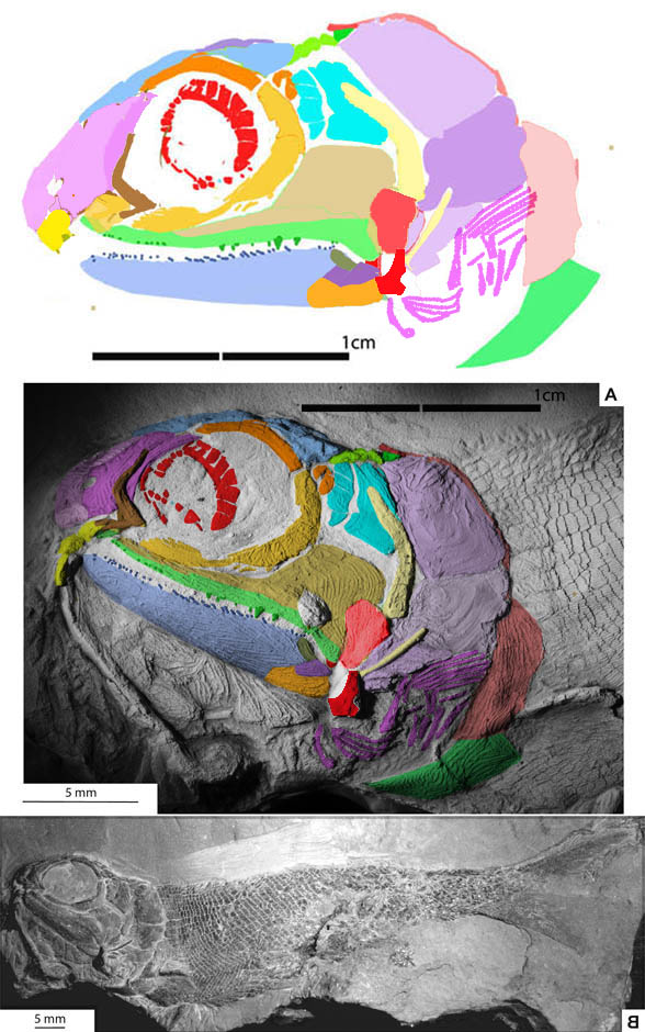 Bluefieldius skull