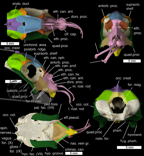 Callorhinchus milii