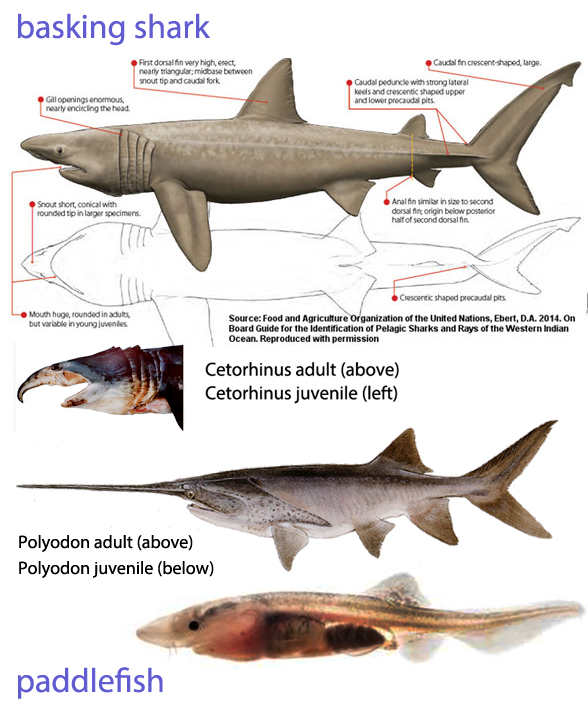 Cetorhinus maximus in vivo