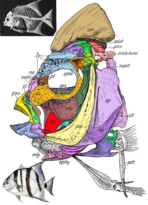 Chaetodipterus