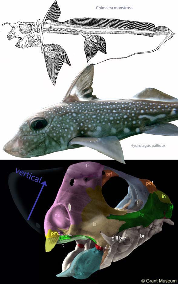 Chimaera skull and Hydrolagus in vivo