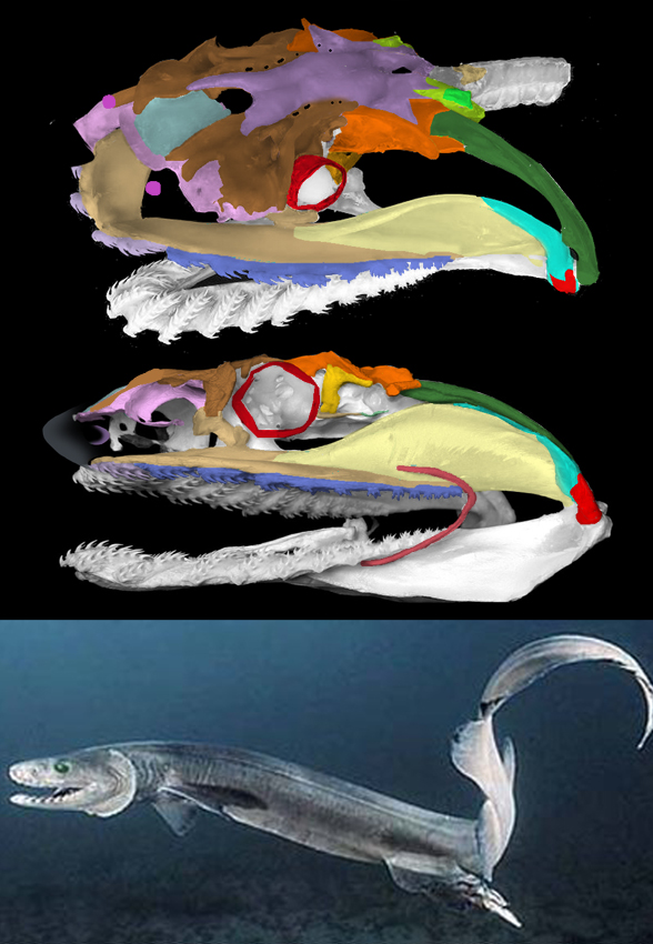 Chlamydoselachus