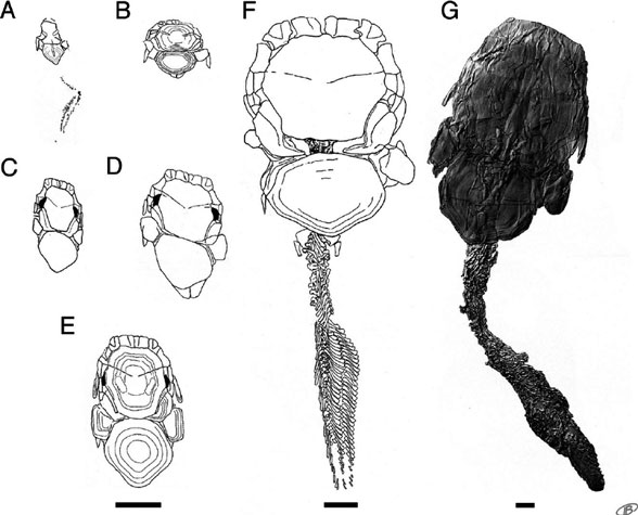 Cowralepis ontogeny