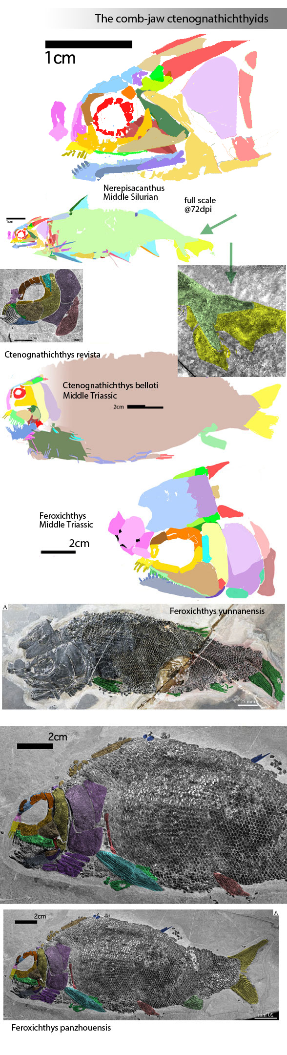 Ctenognathids