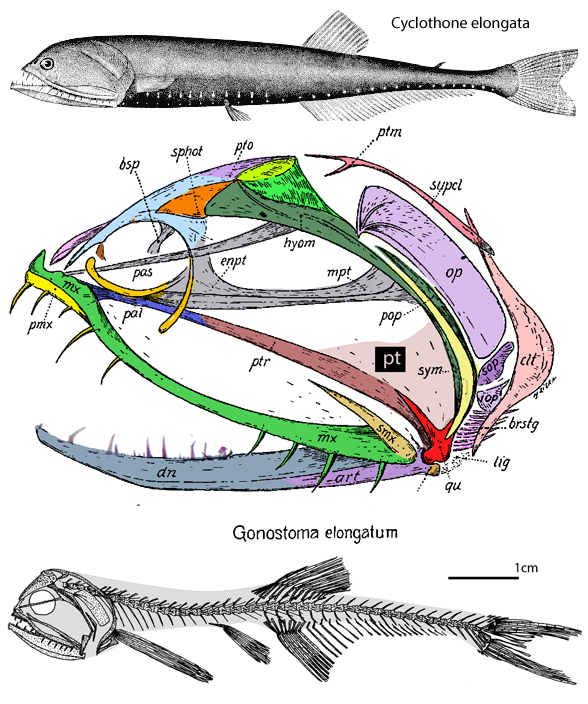 Gonostoma elongatum