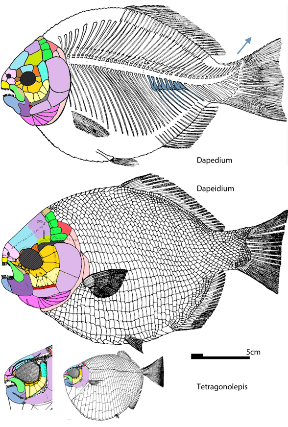 Dapedium and Tetragonolepis diagrams