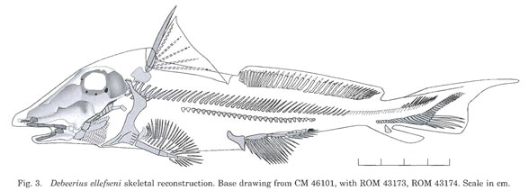 Debeerius reconstructed 