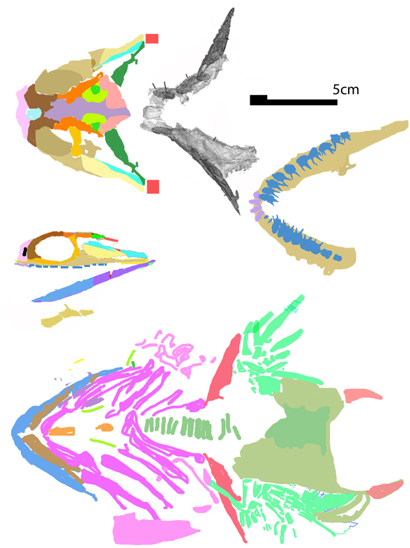 doliodus dorsal ventral