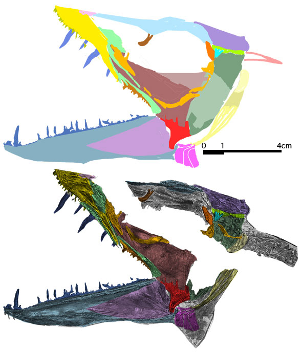 Enchodus skull