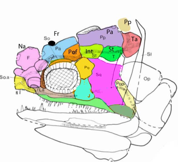 Eusthenopteron juvenile diagram