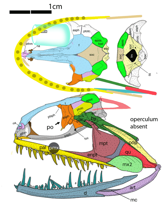 Gigantura skull