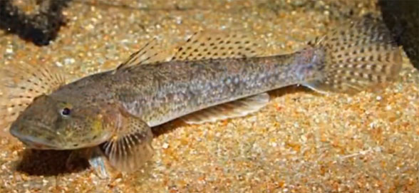 Glossogobius giuris in vivo