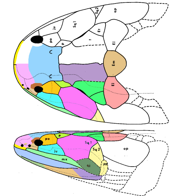 Glyptolepis skull