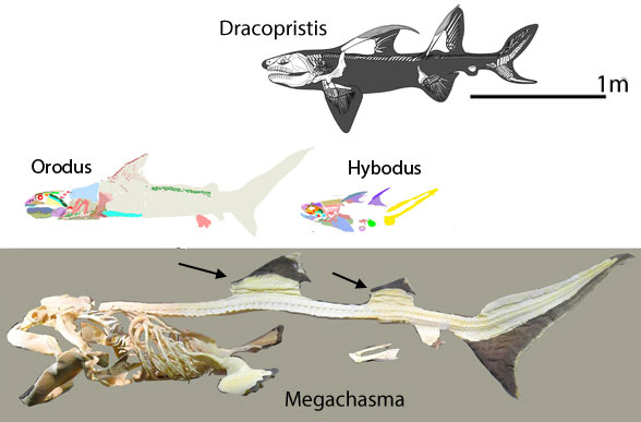 Drocopristis size comparison