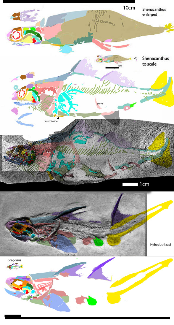 gregorius and shenacanthus