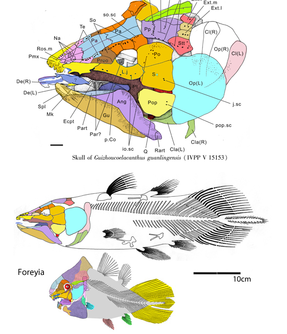 Guizhoucoelacanthus skeleton