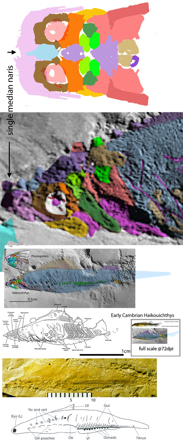 Hiakouichthys compared