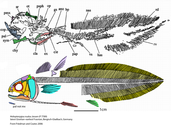 Holopterygius nudus