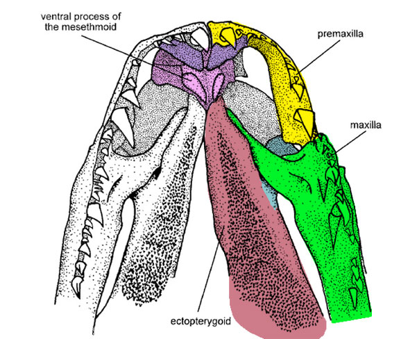 Hydrolycus palate